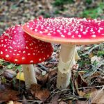 Amanita muscaria – der Fliegenpilz Vortrag von Marcel Neou