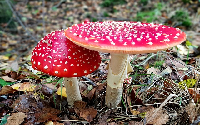 Amanita muscaria – der Fliegenpilz Vortrag von Marcel Neou