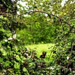 Der Dornröschen-Schlaf ist vorbei  –  befreie Deine LILITH !! mit Ingeburg Barbian und Annette Blasius