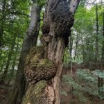 Waldbaden - Zeit für Dich in der Natur mit Simone Leinenbach