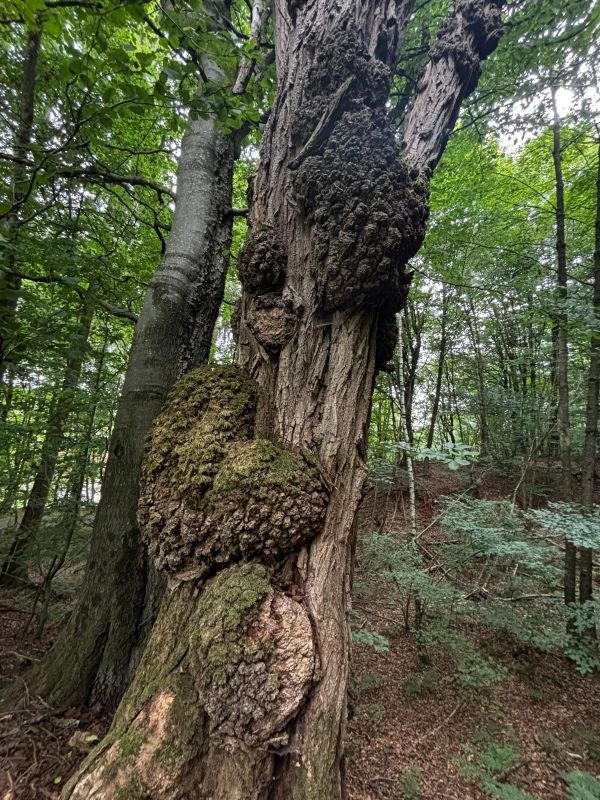 Waldbaden - Zeit für Dich in der Natur mit Simone Leinenbach